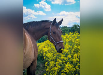 German Sport Horse, Gelding, 14 years, 17 hh, Brown