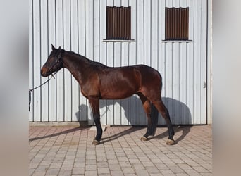 German Sport Horse, Gelding, 14 years, 17 hh, Brown