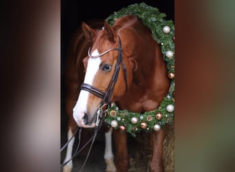 German Sport Horse, Gelding, 14 years, 17 hh, Chestnut-Red