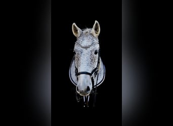 German Sport Horse, Gelding, 14 years, 18 hh, Gray-Fleabitten