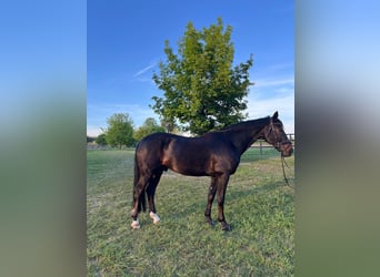 German Sport Horse, Gelding, 15 years, 16.1 hh, Bay-Dark