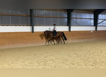 German Sport Horse, Gelding, 15 years, 16.1 hh, Brown