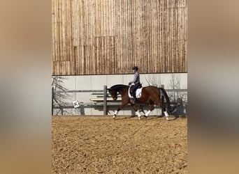German Sport Horse, Gelding, 15 years, 16.1 hh, Brown