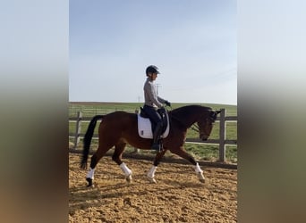 German Sport Horse, Gelding, 15 years, 16.1 hh, Brown
