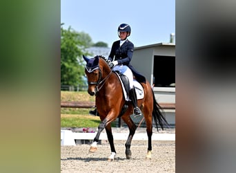 German Sport Horse, Gelding, 15 years, 16.1 hh, Brown