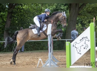 German Sport Horse, Gelding, 15 years, 16.2 hh, Bay-Dark