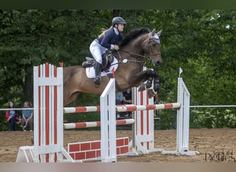 German Sport Horse, Gelding, 15 years, 16.2 hh, Bay-Dark