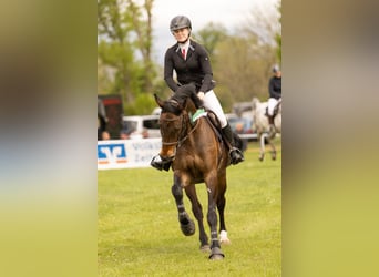 German Sport Horse, Gelding, 15 years, 16.2 hh, Bay-Dark