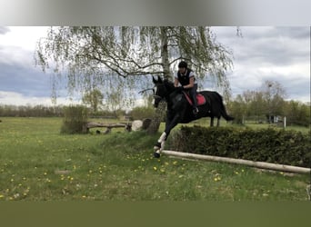 German Sport Horse, Gelding, 15 years, 16.2 hh, Black