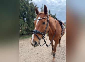 German Sport Horse, Gelding, 15 years, 16.2 hh, Chestnut