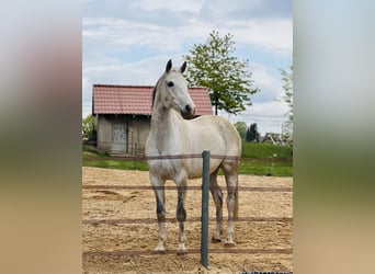 German Sport Horse, Gelding, 15 years, 16 hh, Grey-Fleabitten