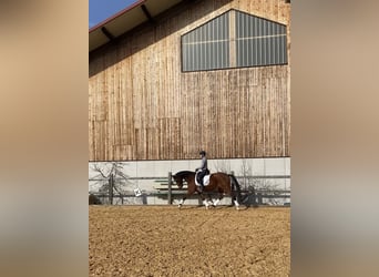 German Sport Horse, Gelding, 15 years, 16,1 hh, Brown