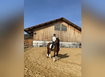 German Sport Horse, Gelding, 15 years, 16,1 hh, Brown