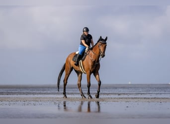 German Sport Horse, Gelding, 15 years, 17 hh, Brown