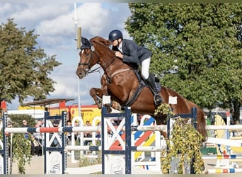 German Sport Horse, Gelding, 15 years, 17 hh, Chestnut-Red
