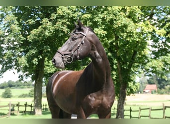 German Sport Horse, Gelding, 16 years, 16,1 hh, Black