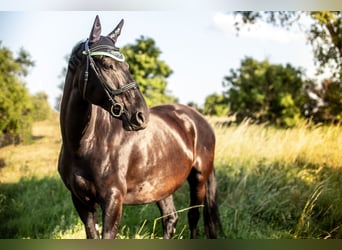 German Sport Horse, Gelding, 16 years, 16.1 hh, Black