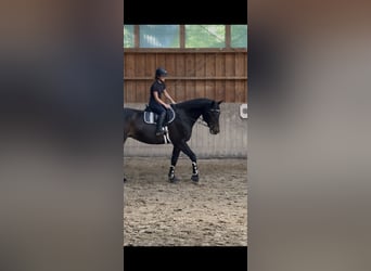 German Sport Horse, Gelding, 16 years, 16.3 hh, Bay-Dark
