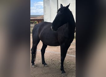 German Sport Horse, Gelding, 16 years, 16.3 hh, Black