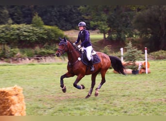 German Sport Horse, Gelding, 16 years, 16 hh, Brown