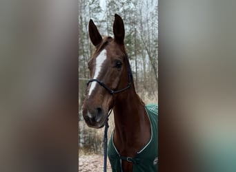 German Sport Horse, Gelding, 16 years, 16 hh, Chestnut