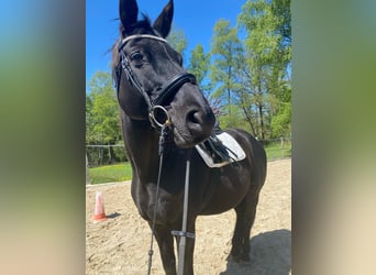 German Sport Horse, Gelding, 16 years, 16,1 hh, Black