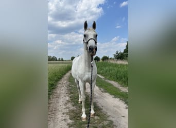 German Sport Horse, Gelding, 16 years, 16,2 hh, Grey