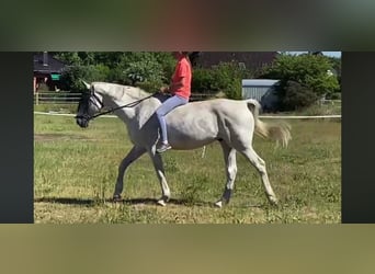 German Sport Horse, Gelding, 16 years, 16,3 hh, Grey