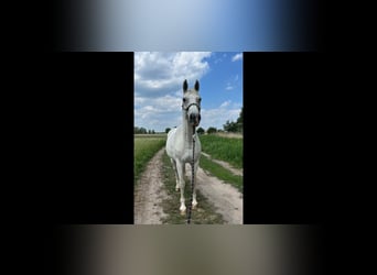 German Sport Horse, Gelding, 16 years, 16,3 hh, Grey