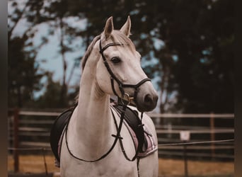 German Sport Horse, Gelding, 16 years, 17.1 hh, Grey