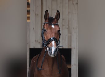 German Sport Horse, Gelding, 16 years, 17 hh, Brown Falb mold