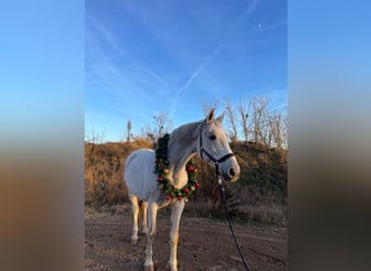 German Sport Horse, Gelding, 16 years, 17 hh, Grey-Fleabitten
