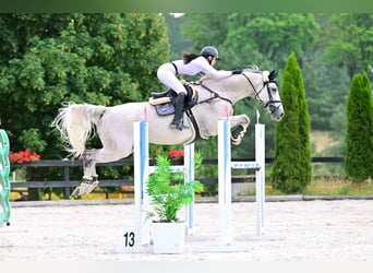 German Sport Horse, Gelding, 16 years, 18 hh, Grey-Fleabitten