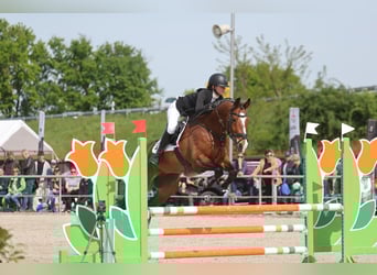 German Sport Horse, Gelding, 17 years, 16.1 hh, Brown