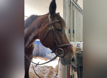 German Sport Horse, Gelding, 17 years, 16.3 hh, Brown