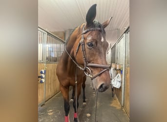 German Sport Horse, Gelding, 17 years, 16.3 hh, Brown