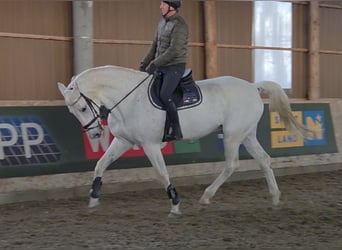 German Sport Horse, Gelding, 17 years, 17.1 hh, Grey