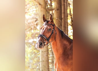 German Sport Horse, Gelding, 17 years, 17 hh, Brown