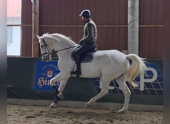 German Sport Horse, Gelding, 17 years, 17,1 hh, Grey