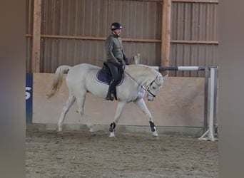 German Sport Horse, Gelding, 17 years, 17,1 hh, Grey