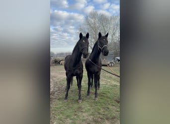 German Sport Horse, Gelding, 18 years, 16.1 hh, Black