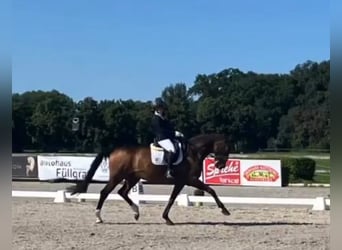 German Sport Horse, Gelding, 18 years, 16.3 hh, Brown