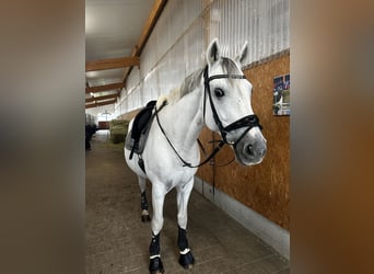 German Sport Horse, Gelding, 18 years, 16 hh, Gray