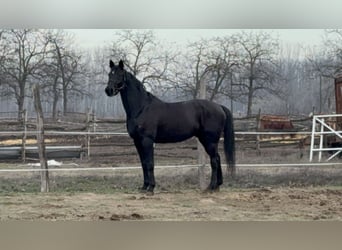 German Sport Horse, Gelding, 18 years, 16,1 hh, Black