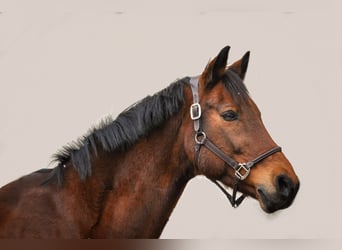 German Sport Horse, Gelding, 18 years, 16,1 hh, Brown