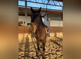 German Sport Horse, Gelding, 18 years, 16,2 hh, Bay-Dark