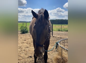 German Sport Horse, Gelding, 18 years, 16,2 hh, Bay-Dark
