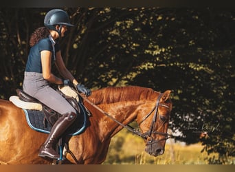 German Sport Horse, Gelding, 19 years, 16 hh, Chestnut-Red