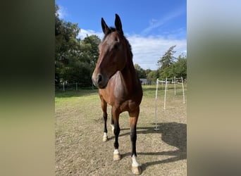 German Sport Horse, Gelding, 19 years, 16,3 hh, Brown