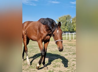 German Sport Horse, Gelding, 1 year, 15.2 hh